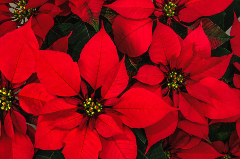 Poinsettia flower