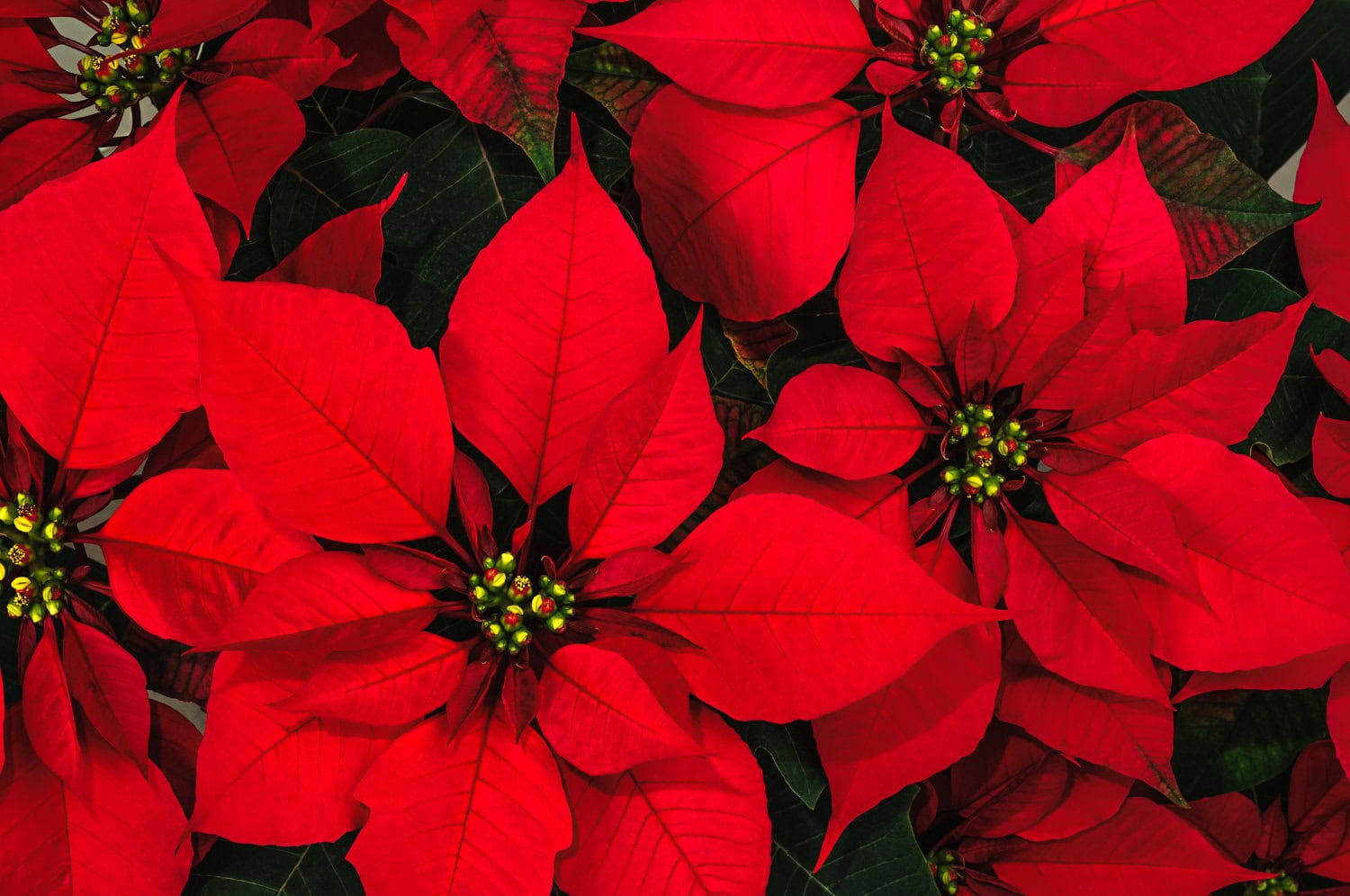 Poinsettia flower